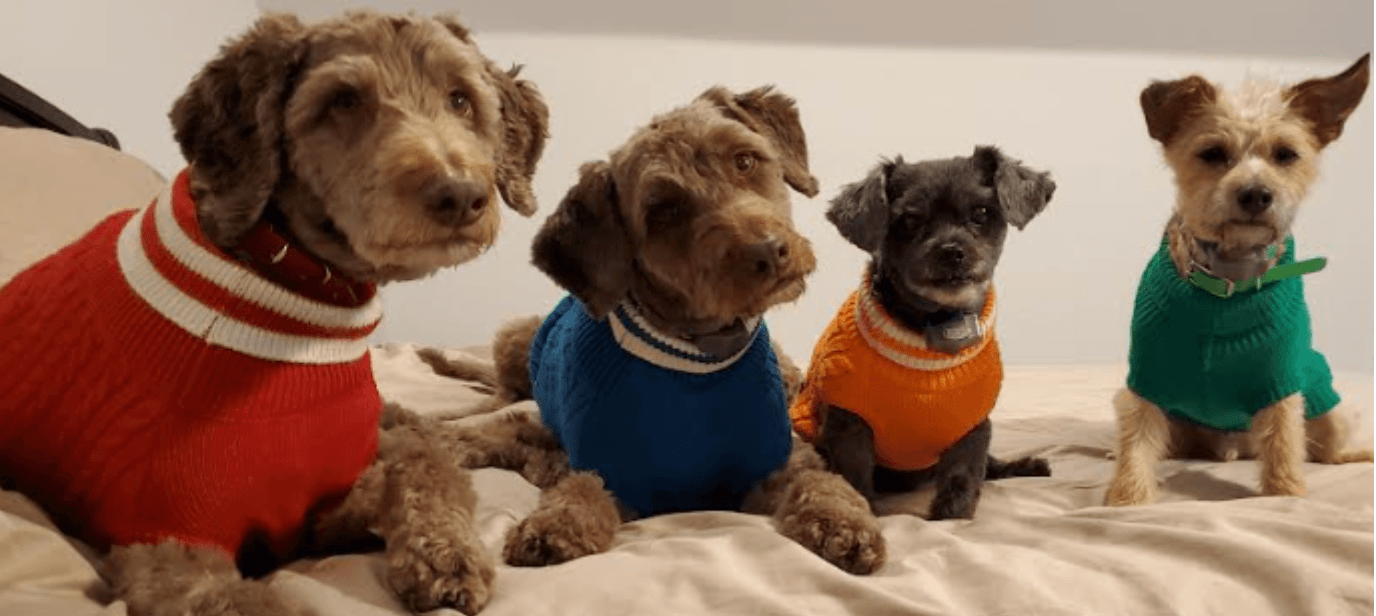 treat your pup's anxiety with doggy CBD